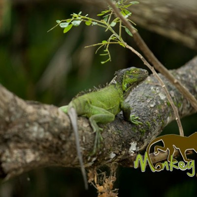 green iguana costa rica