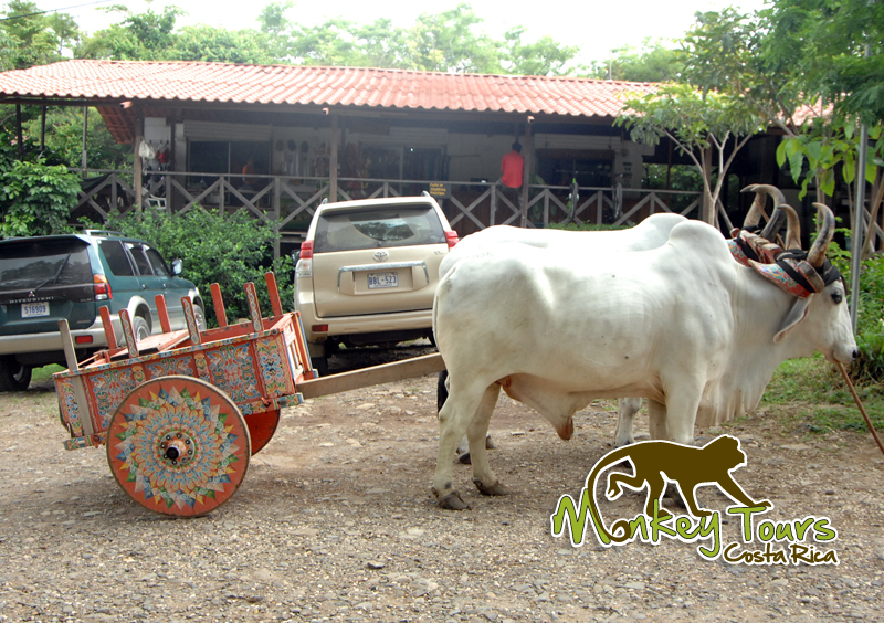 Take a look at the Costa Rican traditional art in their carts and much more with Monkey Tours