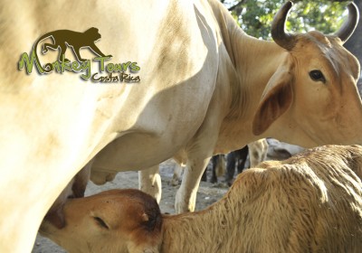 Get to meet the cow and its baby live with Monkey Tours