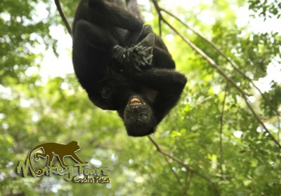 spectacular gorilla in Costa Rica
