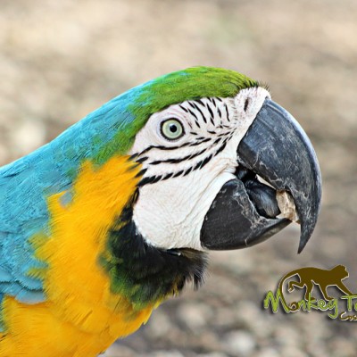 Blue and Yellow Macaw bird