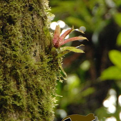 Costa Rica nature process