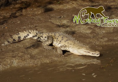 crocodile costa rica