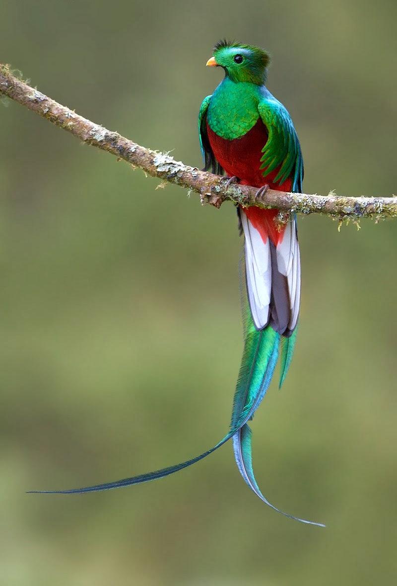 Bird Watching Costa Rica 3