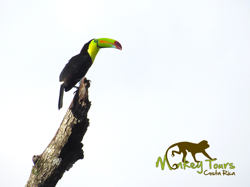 Beautiful Toucan Costa Rica and Nicaragua Getaway 73