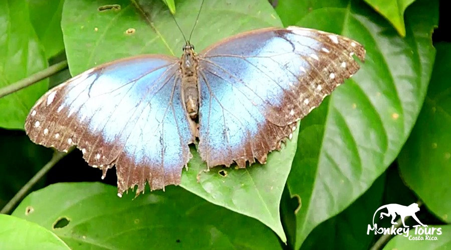 Blue_Morpho