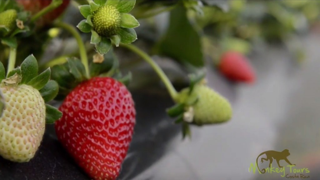 StrawberriesPoas