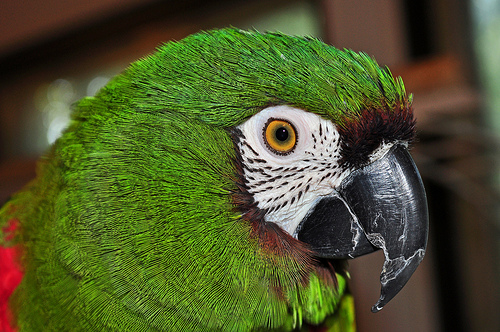 Green Macaw