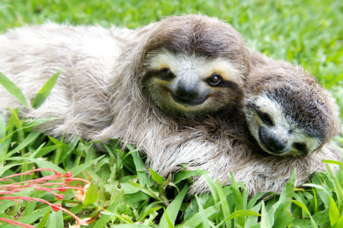 Sloth in Costa Rica