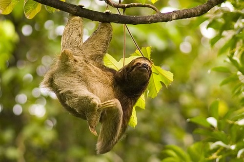 sloth in costa rica