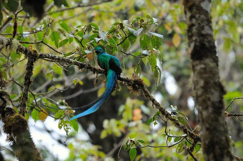 Quetzal in Monteverde