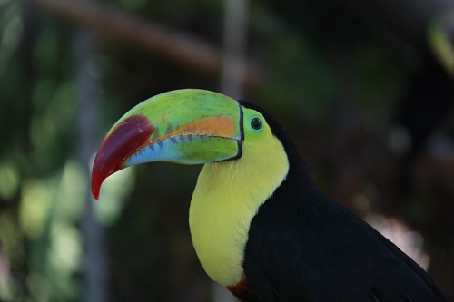 Keel-billed Toucan in Manzanillo National Park