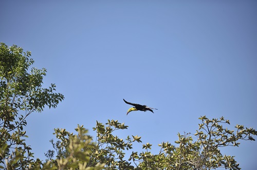 toucan in Santa Rosa National Park