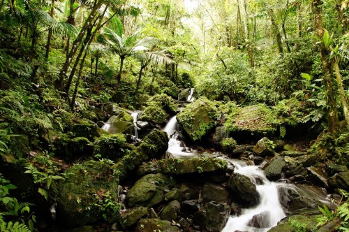 El-Yunque-National-Rain-Forest-500x332