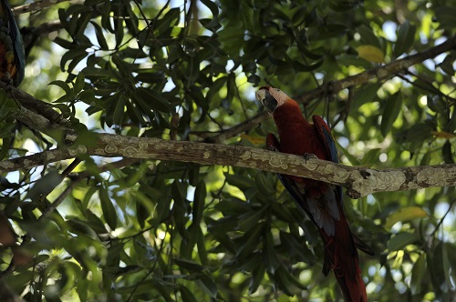 scarlet macaw in palo verde