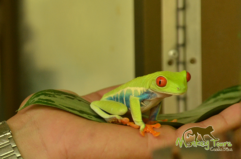 The Red Eyed Leaf Frog Of Costa Rica