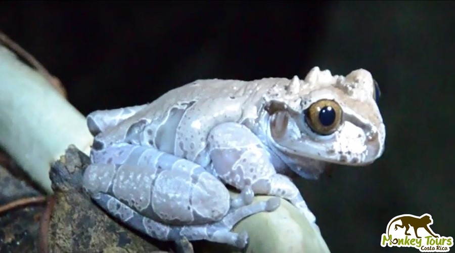 Crowned Frog